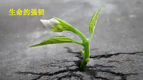 感受生命的意义