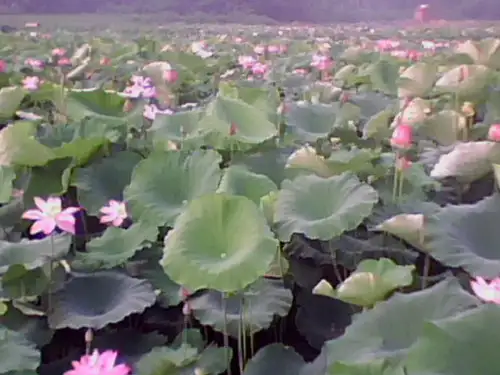荷花