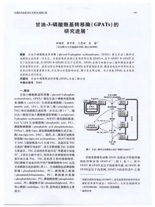 甘油-3-磷酸酰基转移酶(GPATs)的研究进展