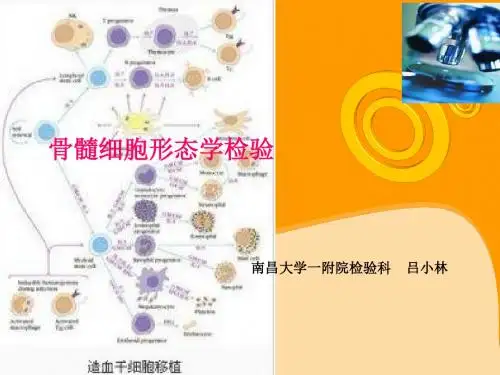 骨髓细胞形态学检验.
