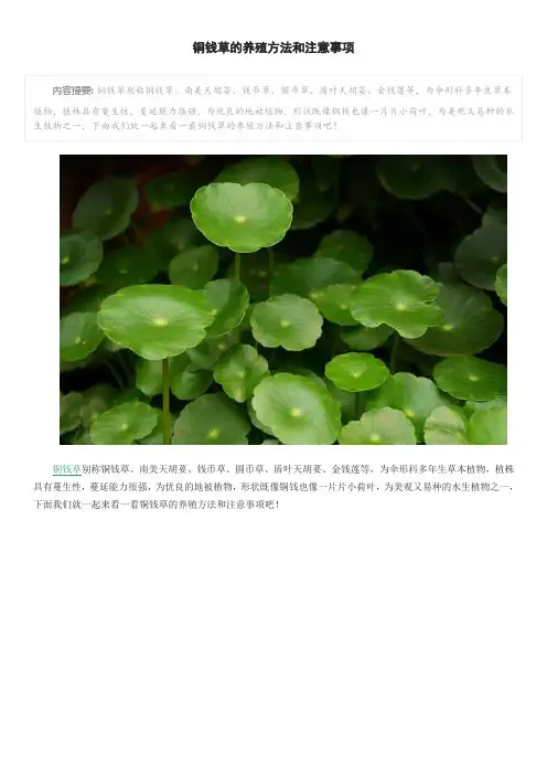 铜钱草的养殖方法和注意事项