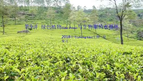 中考生物一轮复习 第9讲 绿色植物与生物圈的水循环课件