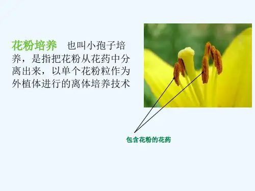 花粉培养