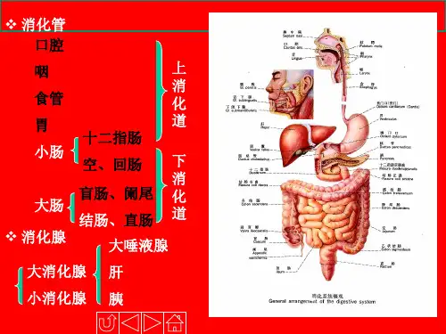 人体解剖生理学消化系统的结构与功能培训课件