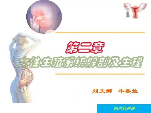女性生殖系统解剖及生理