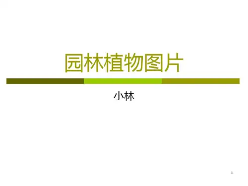 常用园林植物图片PPT课件