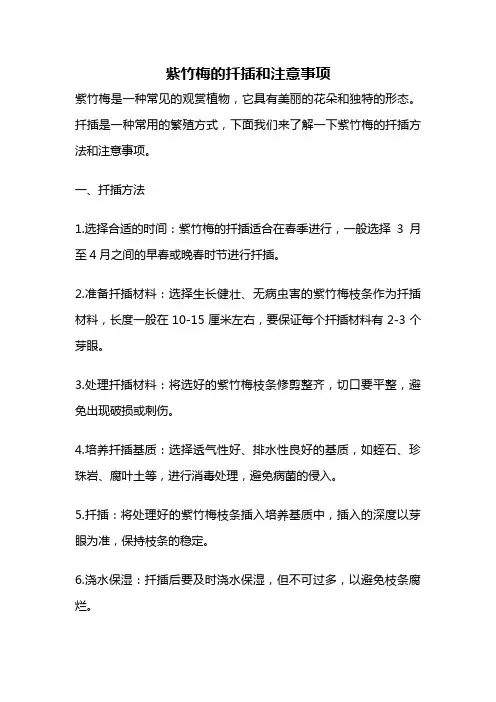 紫竹梅的扦插和注意事项