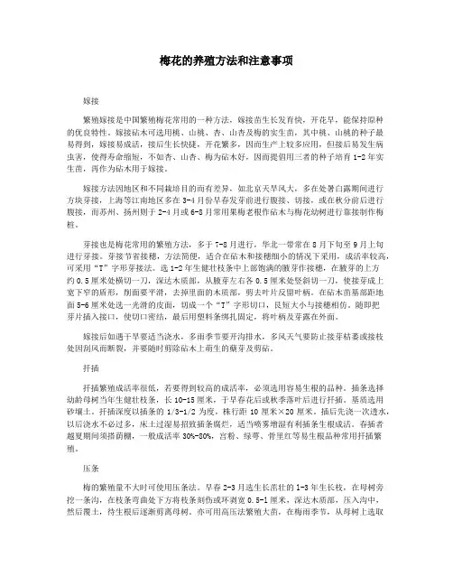 梅花的养殖方法和注意事项