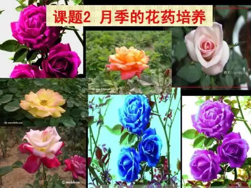 2月季的花药培养