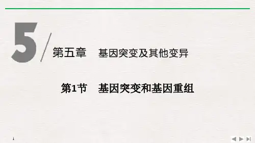 《基因突变和基因重组》基因突变及其他变异PPT课件