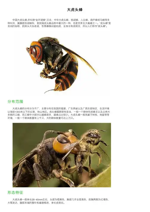 大虎头蜂——精选推荐