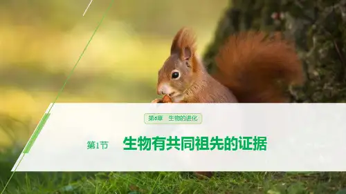 《生物有共同祖先的证据》PPT课件