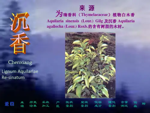 沉香的采集与加工