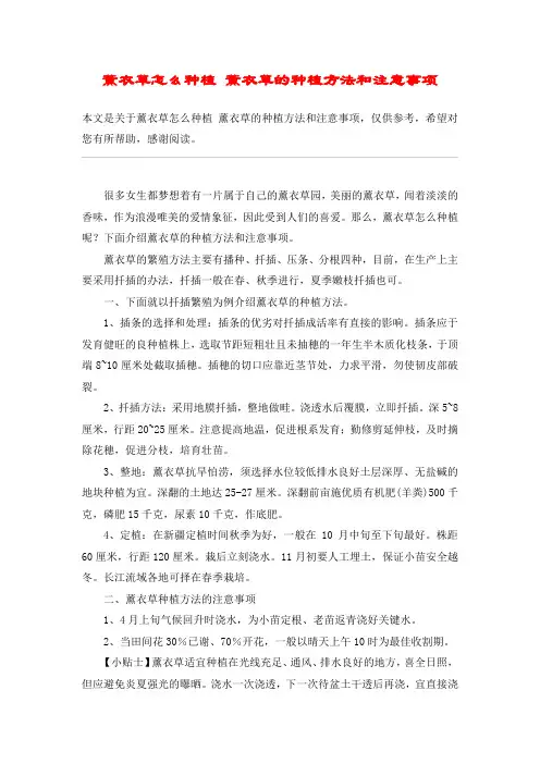薰衣草怎么种植 薰衣草的种植方法和注意事项