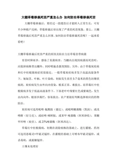 大棚草莓移栽死苗严重怎么办 如何防治草莓移栽死苗