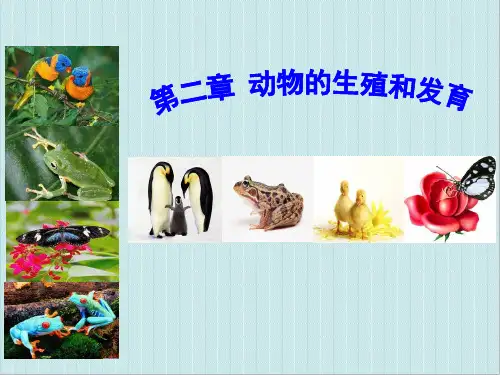 生物济南版八年级上册第一节  《昆虫的生殖和发育 》2课件