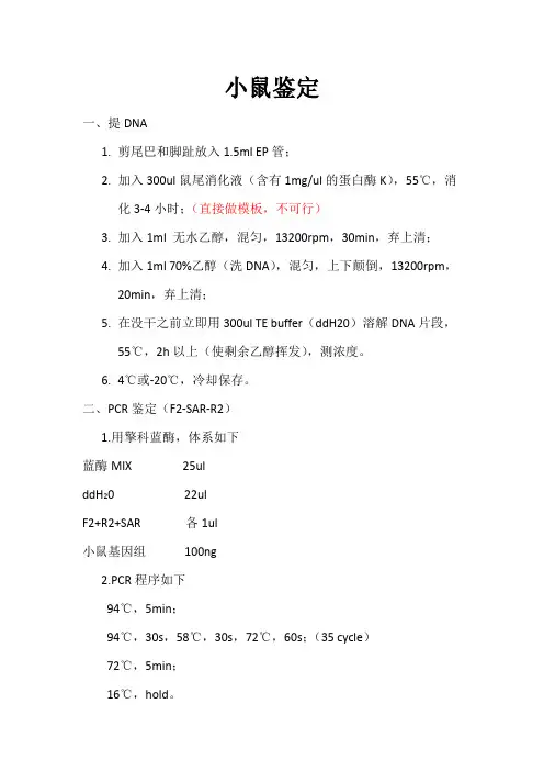 小鼠鉴定