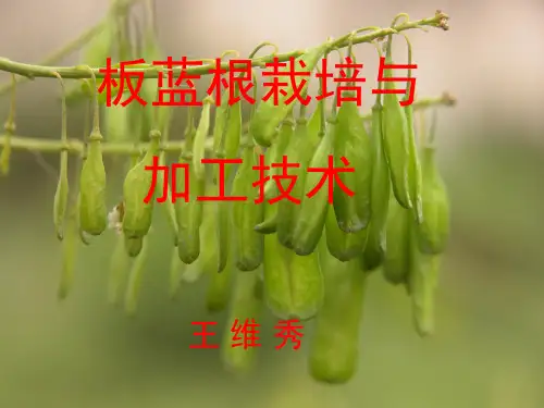 板蓝根栽培与加工技术