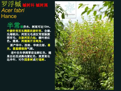 观赏植物学-常绿观赏乔木