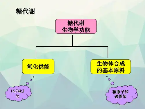 生科第八章糖代谢