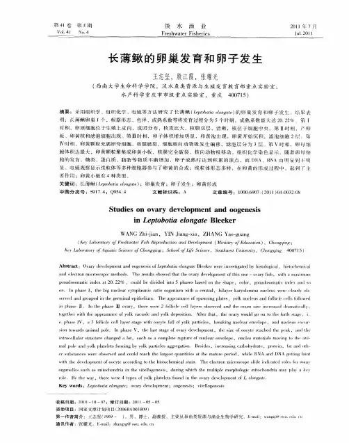 长薄鳅的卵巢发育和卵子发生