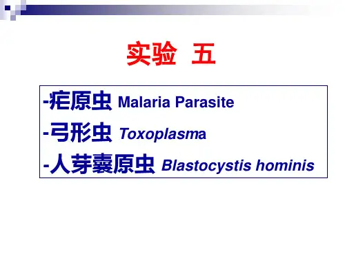 本科寄生虫实验五