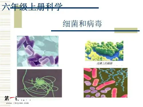 六年级科学上册 细菌和病毒 1 PPT课件