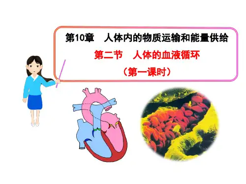 人体的血液循环(1)(苏教版)