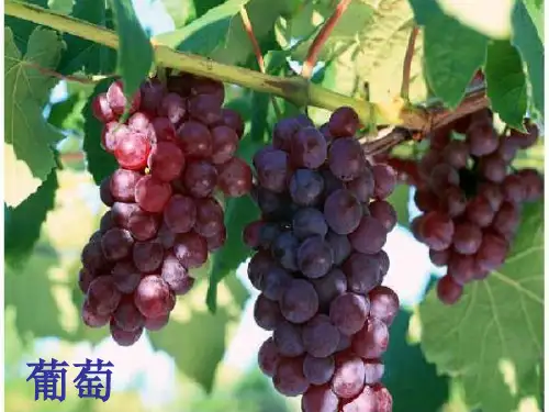人教版语文二年级上册17课《_酸的和甜的》