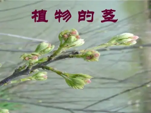 4、植物的茎