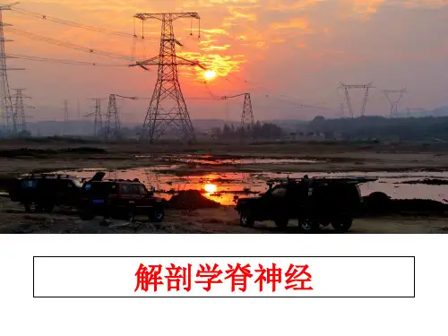 最新解剖学脊神经