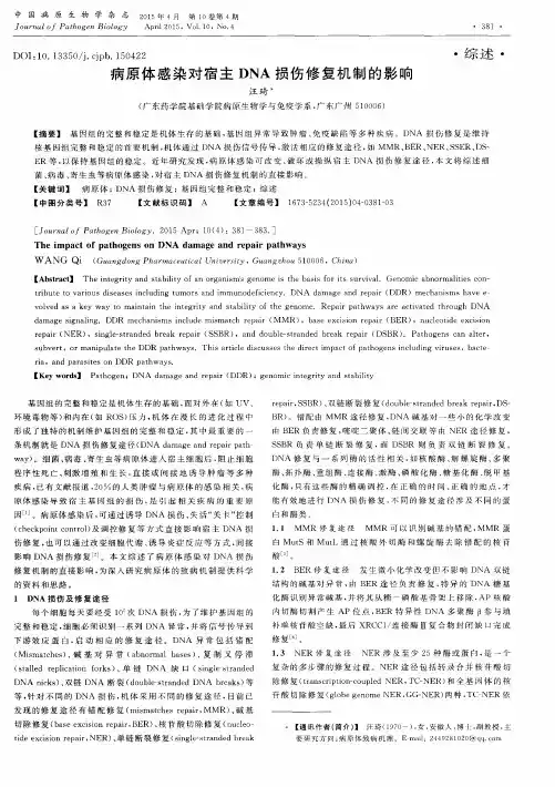 病原体感染对宿主DNA损伤修复机制的影响