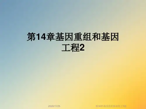 第14章基因重组和基因工程2