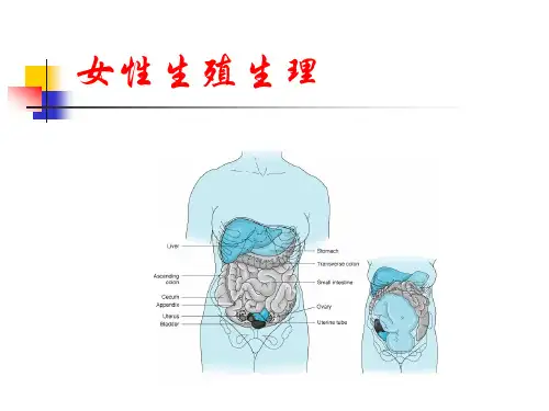 女性生殖系统生理
