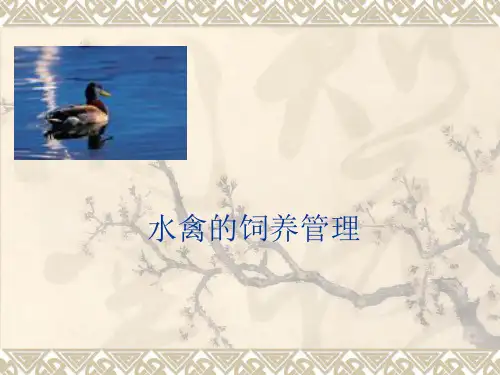 水禽的饲养管理