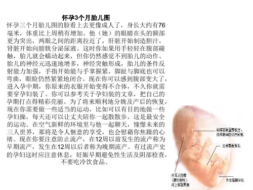 B超图 胎儿发育过程 B超下妊娠3月至足月的胎儿生长过程