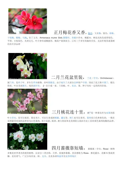 每月代表性的花名与特点