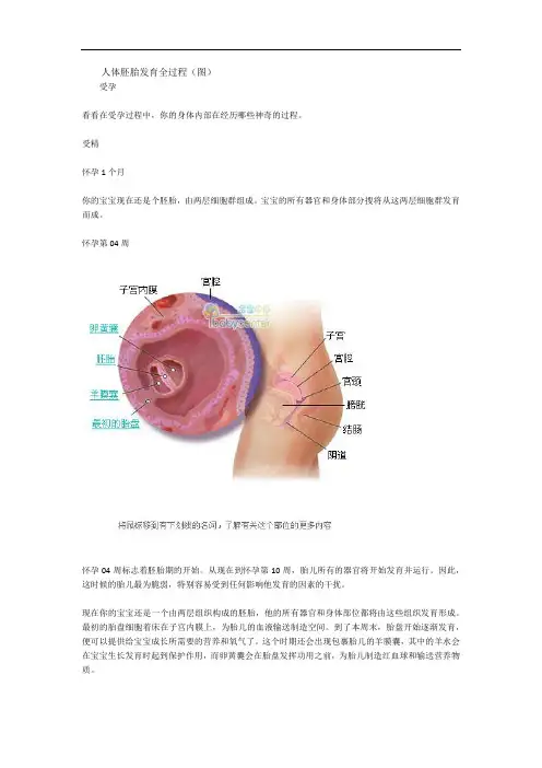 人体胚胎发育图解全过程 2