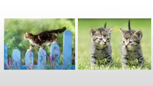 人教版七年级上册16课猫(共30张PPT)