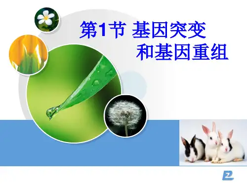 51基因突变和基因重组精品PPT课件