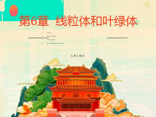线粒体和叶绿体