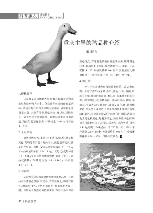 重庆主导的鸭品种介绍