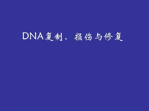 第二章DNA复制损伤与修复