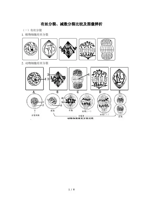 有丝分裂、减数分裂比较及图像辨析