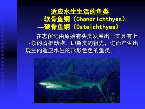 22软骨鱼纲硬骨鱼纲