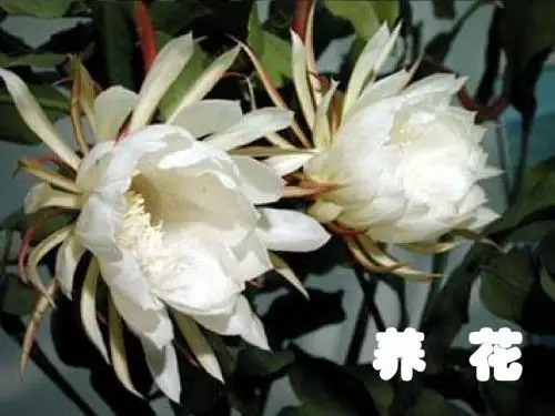 14.养花