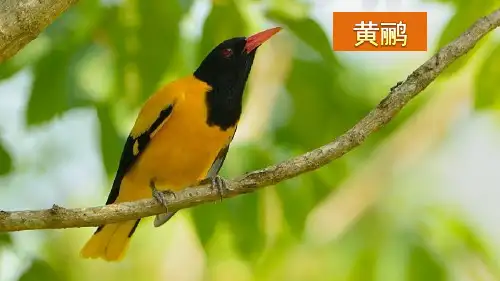 新部编版小学语文二年级下册古诗二首《绝句》PPT