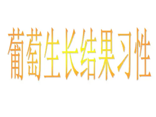 葡萄生长结果习性