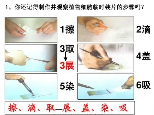 2016年新人教版七年级生物上册 第二单元  第一章  第三节  动物细胞 课件