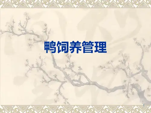 蛋鸭的饲养管理ppt课件